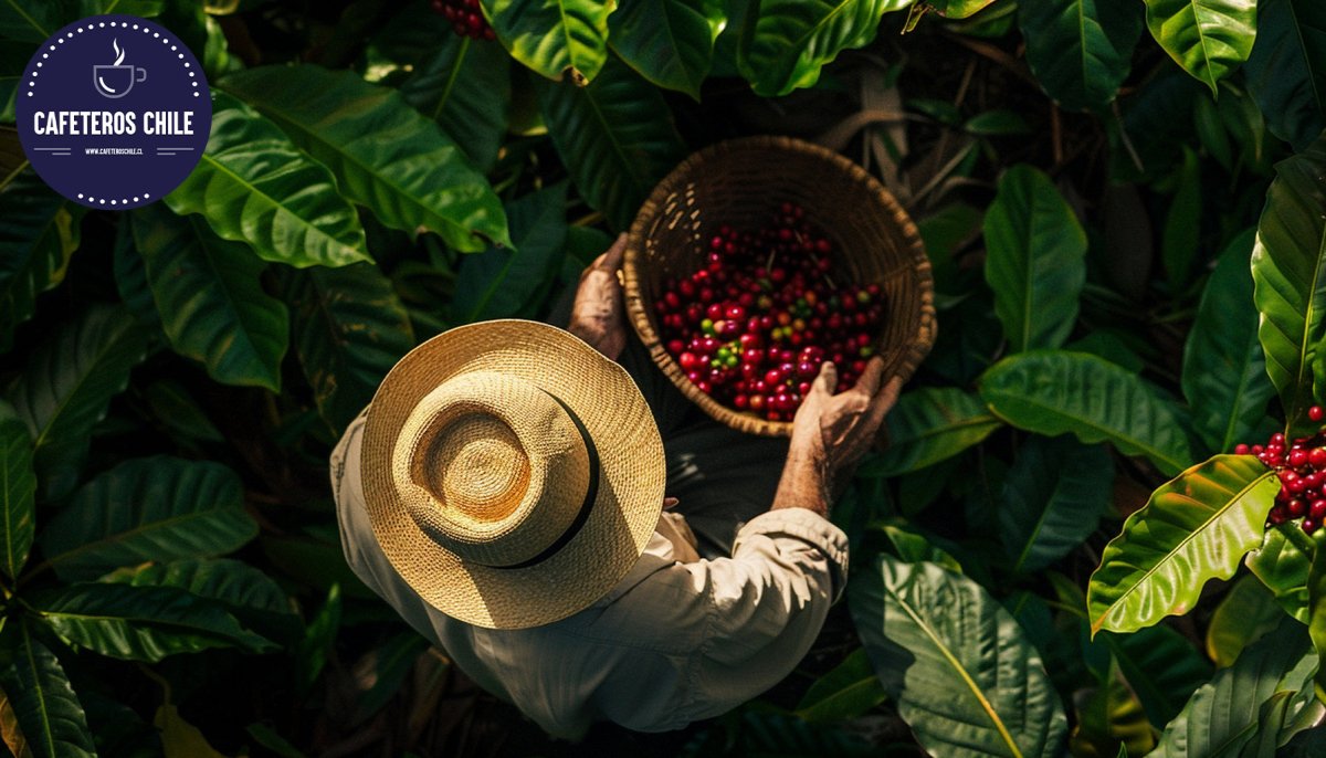 Beneficios del café robusta: una opción poderosa y con carácter - Cafeteros Chile