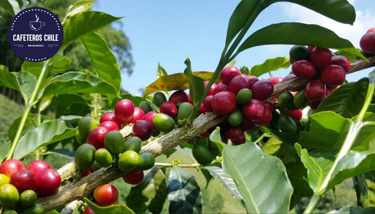 Café Laurina: el café naturalmente bajo en cafeína que conquista el mundo del café especial - Cafeteros Chile