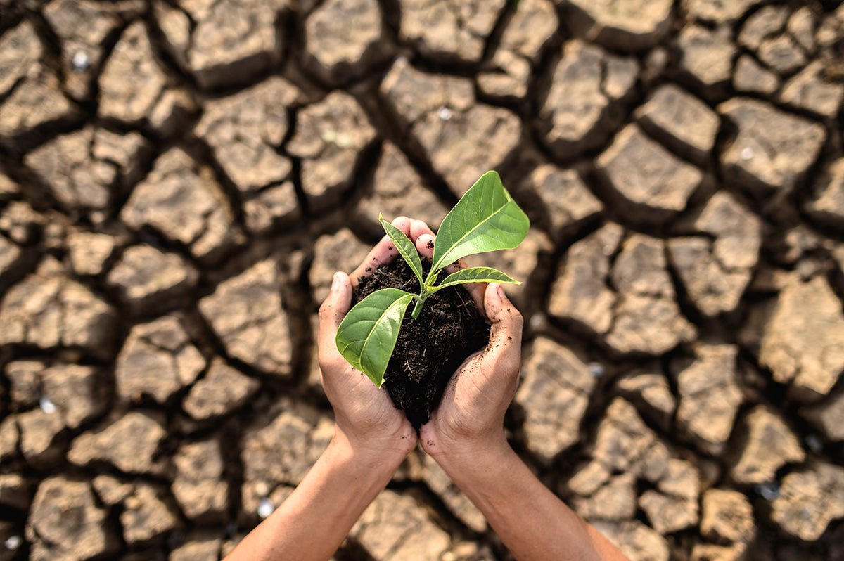 Café y Cambio Climático: Desafíos y Oportunidades para el Futuro de la Agricultura - Cafeteros Chile