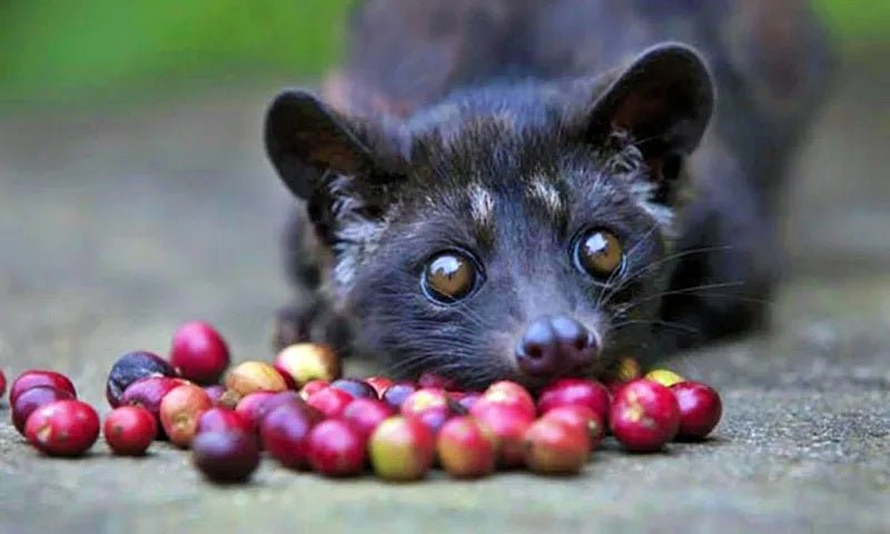 Descubre el café más exclusivo del mundo: Kopi Luwak - Cafeteros Chile