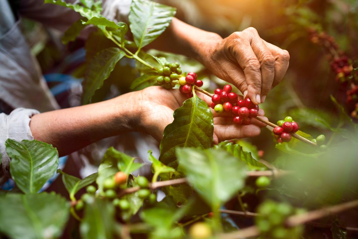 Descubriendo el Café Natural: Un Proceso de Secado Innovador - Cafeteros Chile