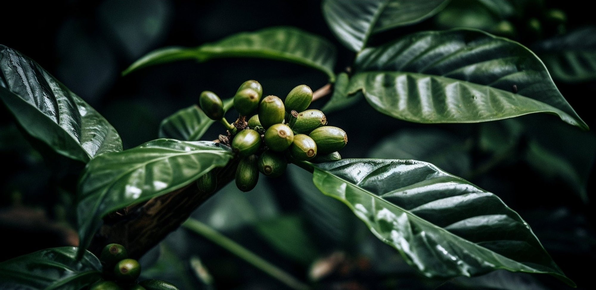 El Ciclo del Árbol de Café: Un Vistazo a su Vida y Producción - Cafeteros Chile