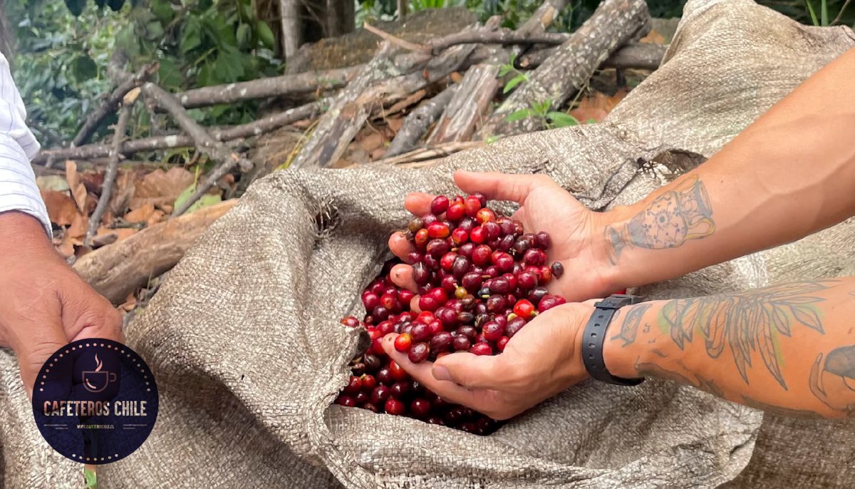 El futuro del café robusta en la industria del café - Cafeteros Chile