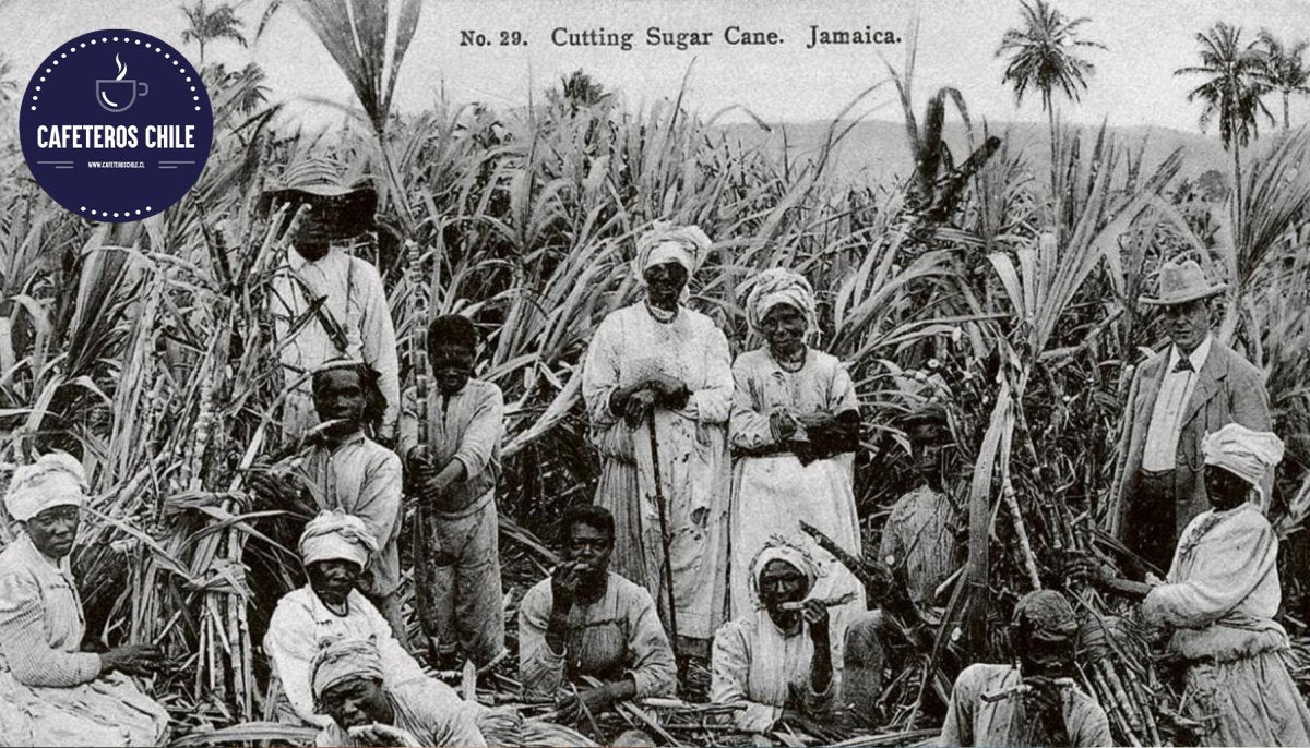 El papel del azúcar y la esclavitud en la masificación del café - Cafeteros Chile
