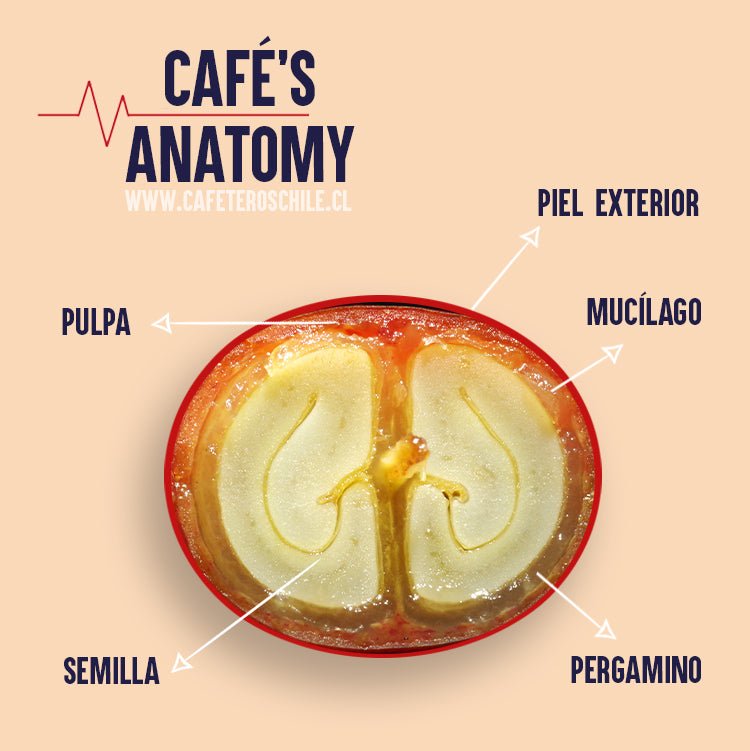 Imagínate un grano de café por dentro - Cafeteros Chile