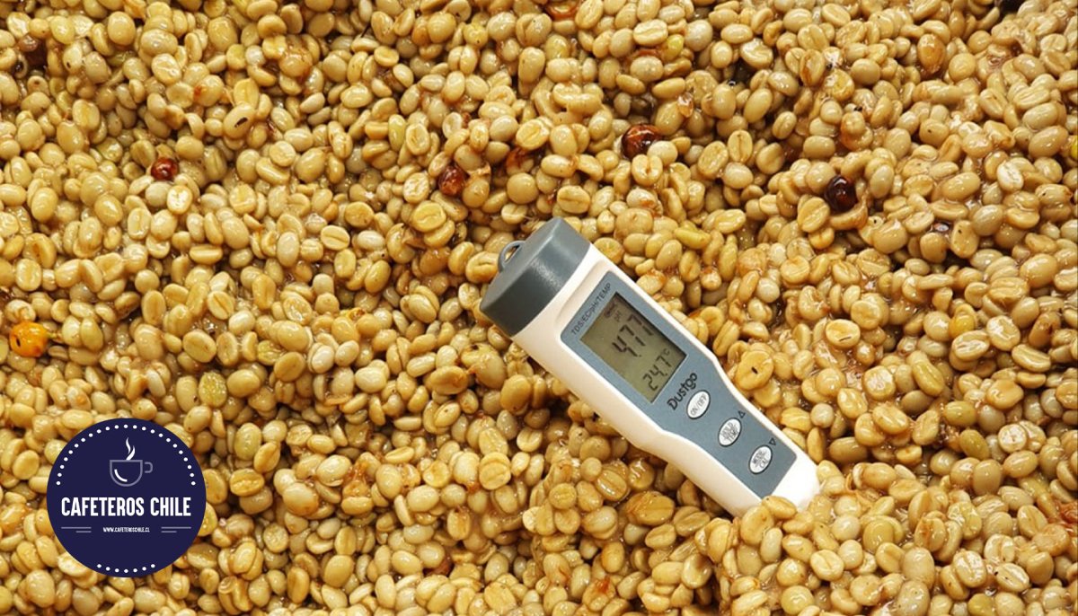 La Fermentación del Café: Explorando los Procesos Natural, Lavado y Honey - Cafeteros Chile