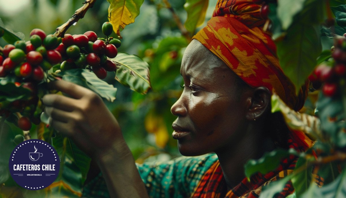 Los países que más consumen café Robusta y por qué - Cafeteros Chile