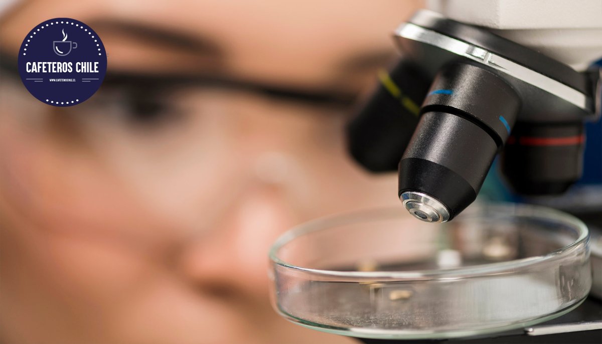 Qué se ve en el café bajo el microscopio - Cafeteros Chile