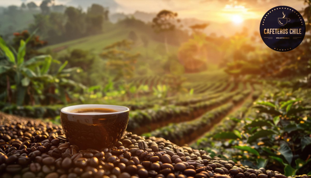 Vietnam: el gigante del café que pisa los talones a Brasil - Cafeteros Chile